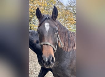 Westphalian, Mare, 4 years, 16.2 hh, Brown