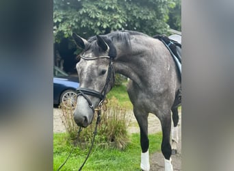 Westphalian, Mare, 4 years, 16.2 hh, Gray