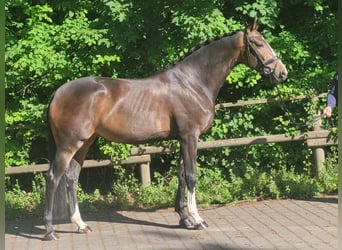 Westphalian, Mare, 4 years, 16.3 hh, Bay-Dark