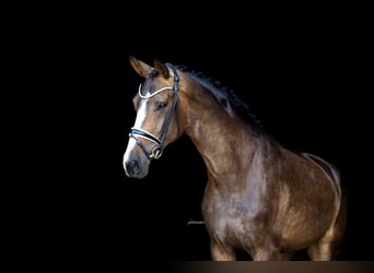 Westphalian, Mare, 4 years, 16.3 hh, Bay-Dark