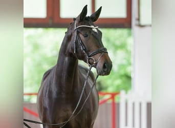 Westphalian, Mare, 4 years, 16.3 hh, Bay-Dark