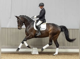 Westphalian, Mare, 4 years, 16.3 hh, Bay-Dark