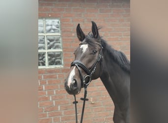 Westphalian, Mare, 4 years, 16.3 hh, Bay-Dark Westphalian, Mare, 4 years, 16.3 hh, Bay-Dark