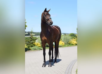 Westphalian, Mare, 4 years, 16,3 hh, Bay-Dark