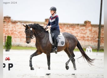 Westphalian, Mare, 4 years, 16,3 hh, Bay-Dark