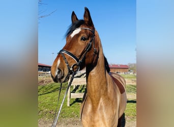 Westphalian, Mare, 4 years, 16,3 hh, Brown