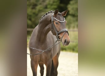 Westphalian, Mare, 4 years, 16 hh, Bay-Dark