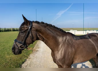 Westphalian, Mare, 4 years, 16 hh, Bay-Dark