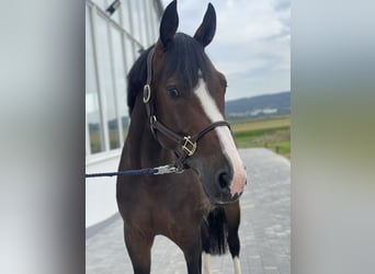 Westphalian, Mare, 4 years, 16 hh, Bay-Dark