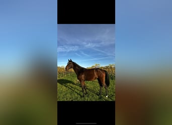 Westphalian, Mare, 4 years, 16 hh, Bay-Dark