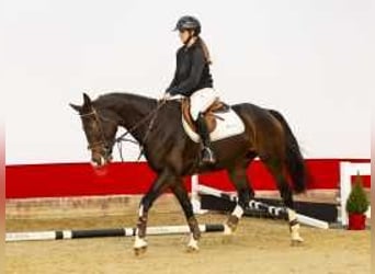 Westphalian, Mare, 4 years, 16 hh, Bay-Dark