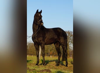 Westphalian, Mare, 4 years, 16 hh, Black