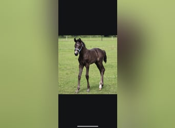 Westphalian, Mare, 4 years, 16 hh, Black