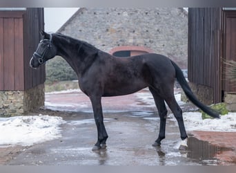 Westphalian, Mare, 4 years, 16 hh, Black