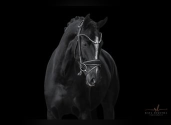 Westphalian, Mare, 4 years, 16 hh, Black