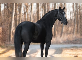 Westphalian, Mare, 4 years, 16 hh, Black