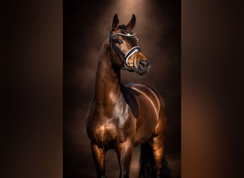 Westphalian, Mare, 4 years, 16 hh, Brown