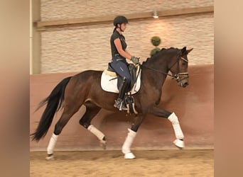 Westphalian, Mare, 4 years, 16 hh, Brown