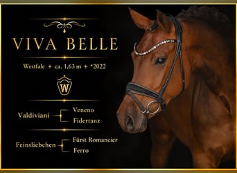 Westphalian, Mare, 4 years, 16 hh, Brown