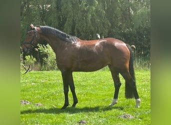 Westphalian, Mare, 4 years, 16 hh, Brown