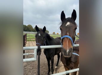 Westphalian, Mare, 4 years, 16 hh, Brown