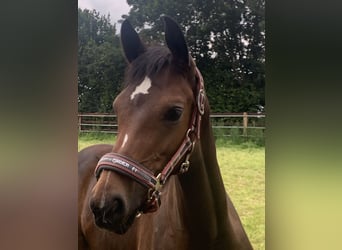 Westphalian, Mare, 4 years, 16 hh, Brown