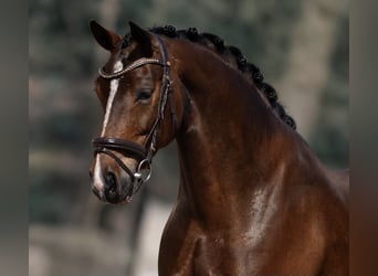 Westphalian, Mare, 4 years, 16 hh, Brown