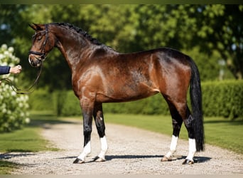 Westphalian, Mare, 4 years, 16 hh, Brown