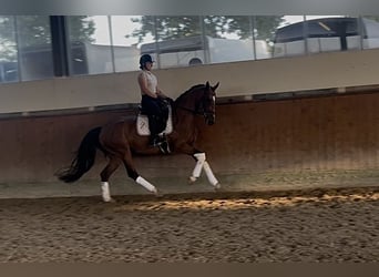 Westphalian, Mare, 4 years, 16 hh, Brown