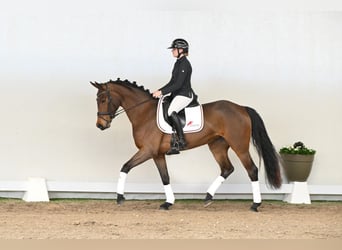 Westphalian, Mare, 4 years, 16 hh, Brown