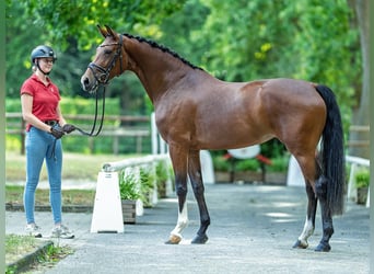Westphalian, Mare, 4 years, 16 hh, Brown
