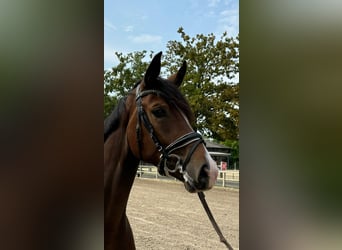 Westphalian, Mare, 4 years, 16 hh, Brown