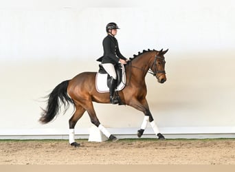 Westphalian, Mare, 4 years, 16 hh, Brown