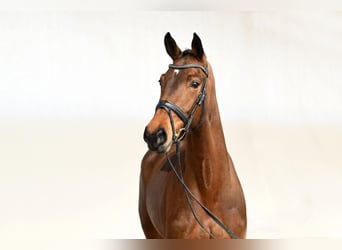Westphalian, Mare, 4 years, 16 hh, Brown