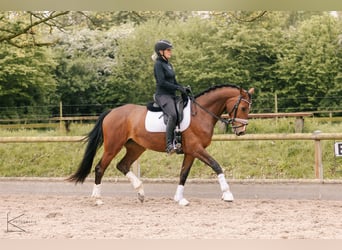 Westphalian, Mare, 4 years, 16 hh, Brown