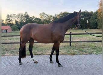 Westphalian, Mare, 4 years, 16 hh, Brown