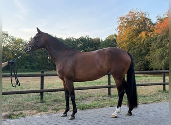 Westphalian, Mare, 4 years, 16 hh, Brown