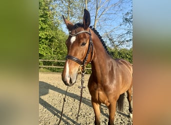 Westphalian, Mare, 4 years, 16 hh, Brown