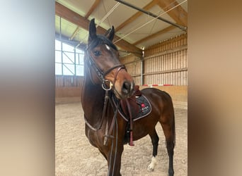 Westphalian, Mare, 4 years, 16 hh, Brown