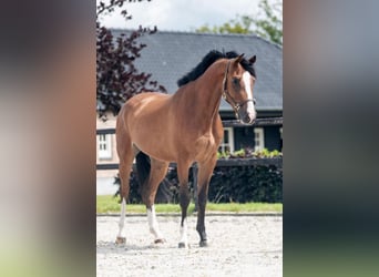 Westphalian, Mare, 4 years, 16 hh, Brown