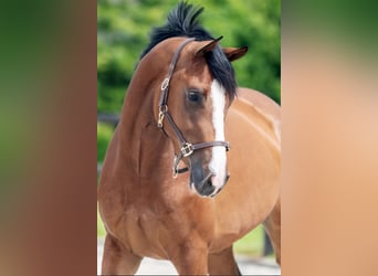 Westphalian, Mare, 4 years, 16 hh, Brown