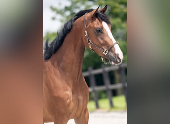 Westphalian, Mare, 4 years, 16 hh, Brown