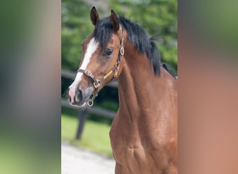 Westphalian, Mare, 4 years, 16 hh, Brown