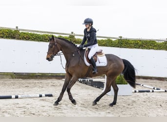 Westphalian, Mare, 4 years, 16 hh, Brown