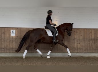 Westphalian, Mare, 4 years, 16 hh, Chestnut