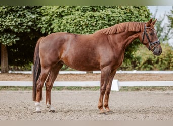 Westphalian, Mare, 4 years, 16 hh, Chestnut