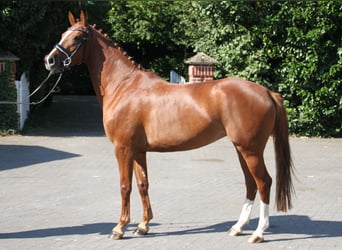 Westfale, Stute, 4 Jahre, 16 hh, Fuchs