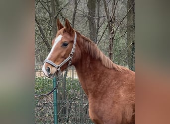 Westphalian, Mare, 4 years, 16 hh, Chestnut-Red