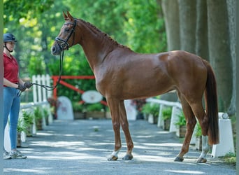 Westphalian, Mare, 4 years, 16 hh, Chestnut-Red