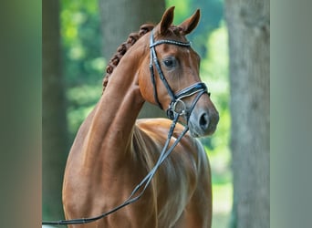 Westphalian, Mare, 4 years, 16 hh, Chestnut-Red